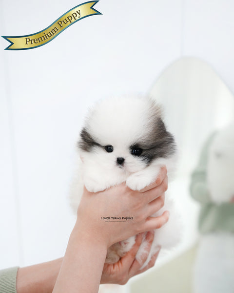 Teacup Pomeranian Female [Lanvin]