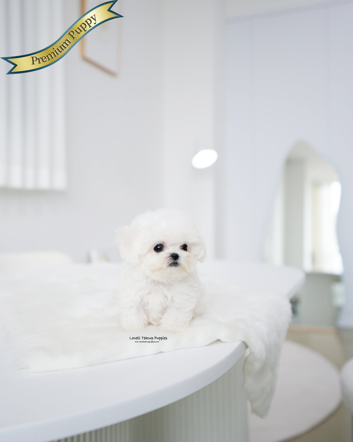 Teacup Bichon Frise Female [Star]