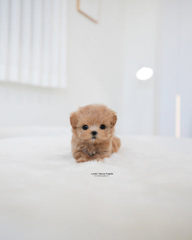 Teacup Maltipoo Male [Muffin]