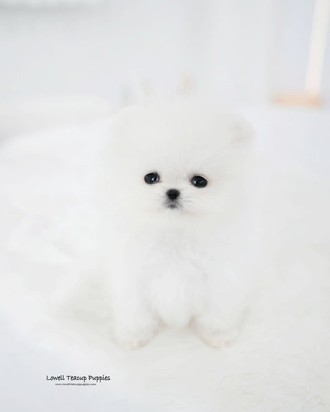 Teacup Pomeranian Male [Tom]