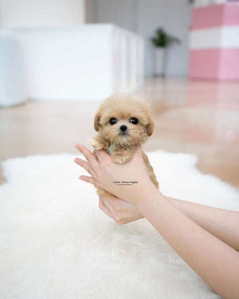 Teacup Maltipoo Male [Benji]