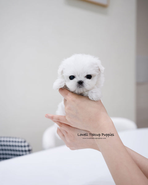 Teacup Maltese Male [Ted]