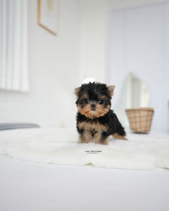 Teacup Yorkie Female [Betty]