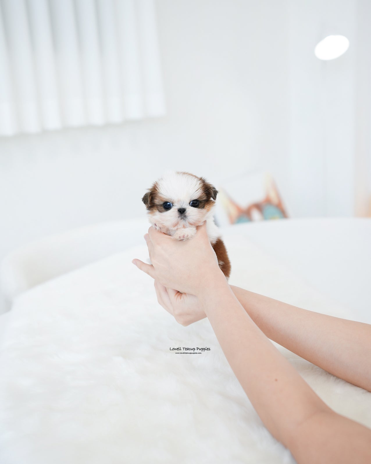 Teacup ShihTzu Female [Peach]