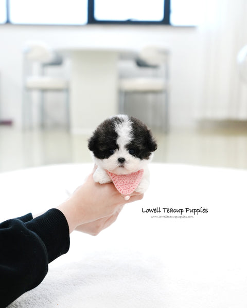 Teacup Maltipoo Female [Miu Miu]