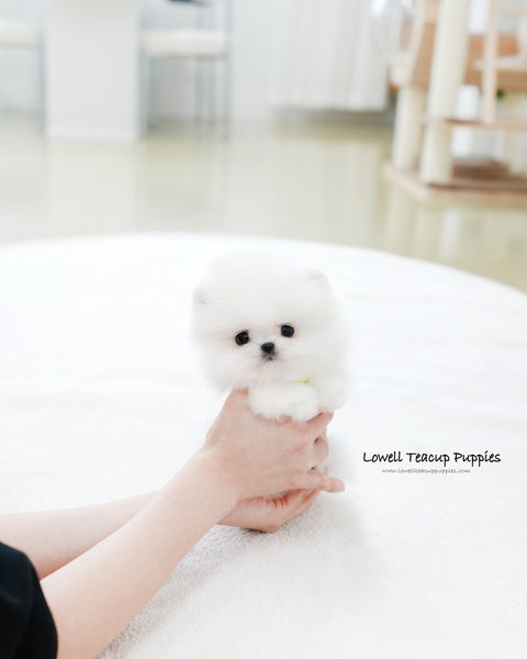 Teacup Pomeranian Male [Milo]