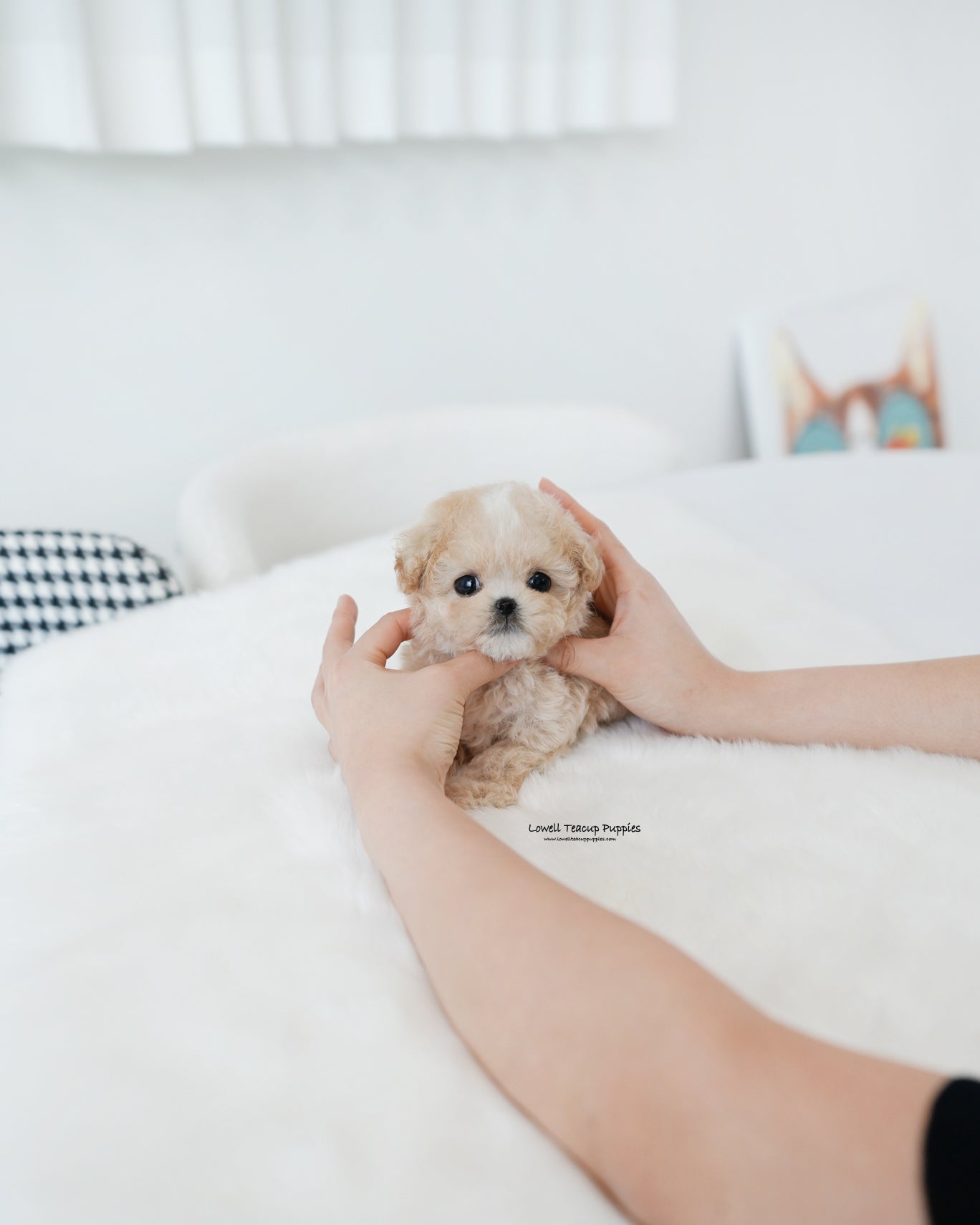 Teacup Maltipoo Male [Cheese]