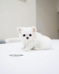 Teacup Maltese Male [Gian]