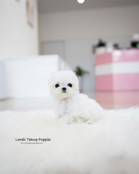 Teacup Maltese Female [Honey]