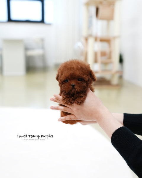 Teacup Poodle Female [Hermes]