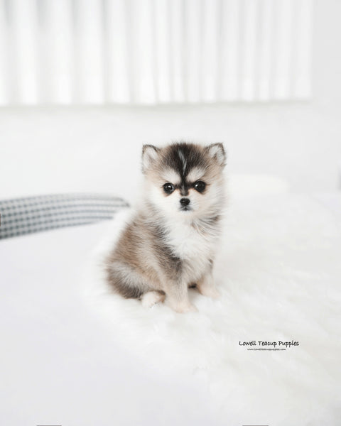 Teacup Pomsky Male [Edgar]