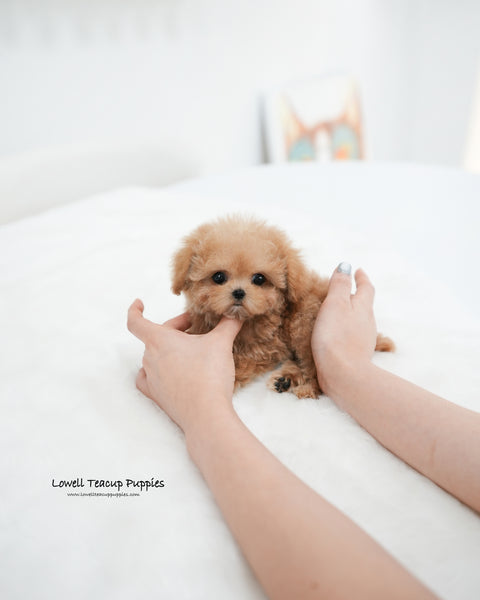 Teacup Poodle Male [Jerry]