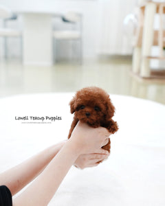 Teacup Poodle Female [Mandy]