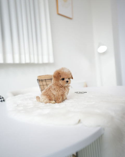 Teacup Maltipoo Female [Bambi]