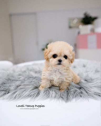 Teacup Maltipoo Female [Clover]