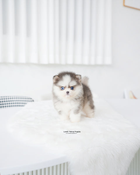 Teacup Pomsky Female [Elsa]