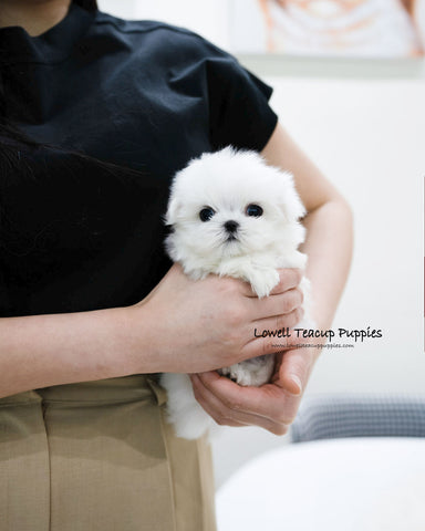 Teacup Maltese Male [Lucky]