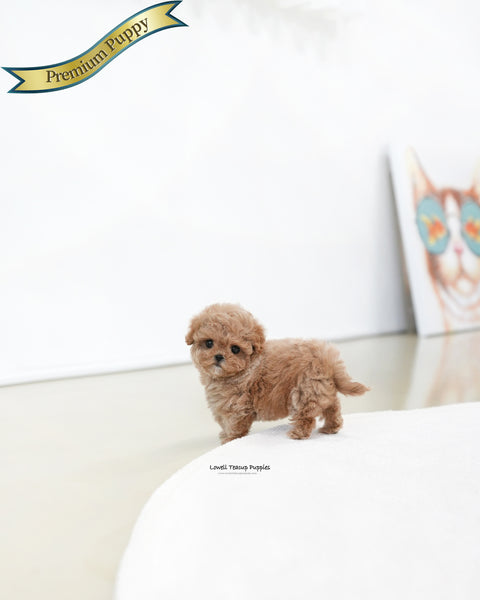 Teacup Maltipoo Female [Jelly]