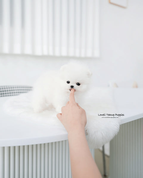 Teacup Pomeranian Male [Tom]