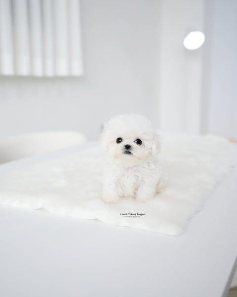 Teacup Bichon Frise Female [Star]