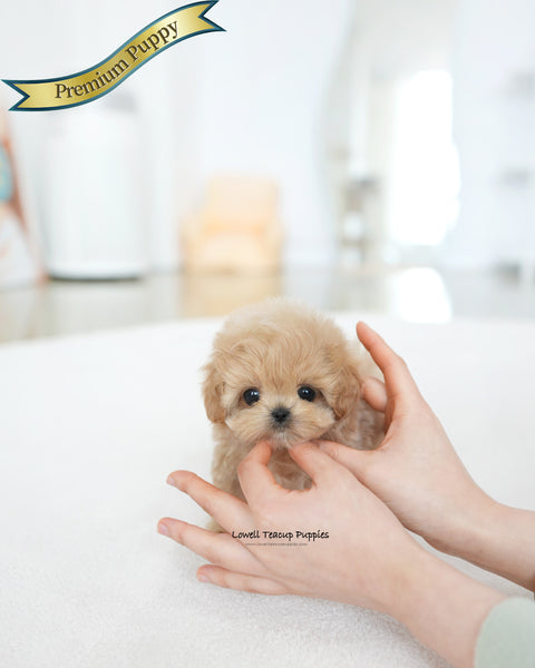 Teacup Maltipoo Male [Colin]