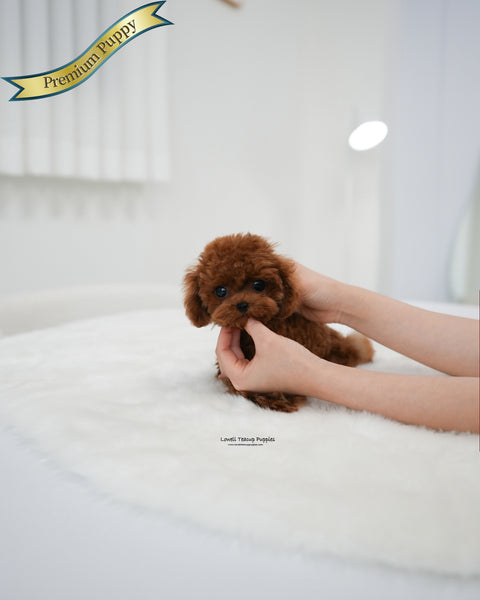 Teacup Poodle Male [Koen]