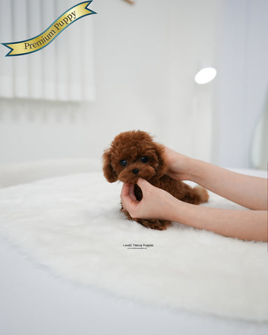 Teacup Poodle Male [Koen]