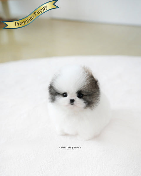 Teacup Pomeranian Female [Lanvin]