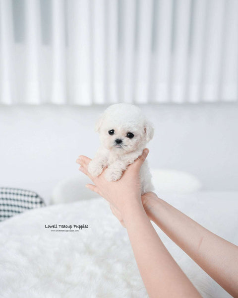 Teacup Bichon Frise Male [Mong]