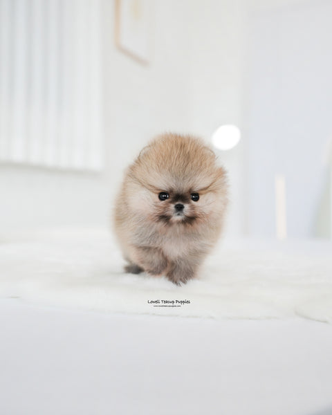 Teacup Pomeranian Male [Tiramisu]