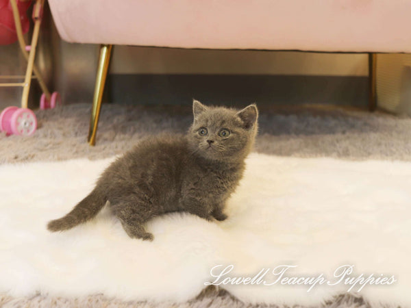 Teacup Munchkin Female [Navi] - Lowell Teacup Puppies inc