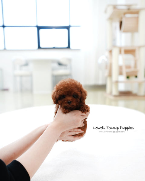 Teacup Poodle Female [Mandy]