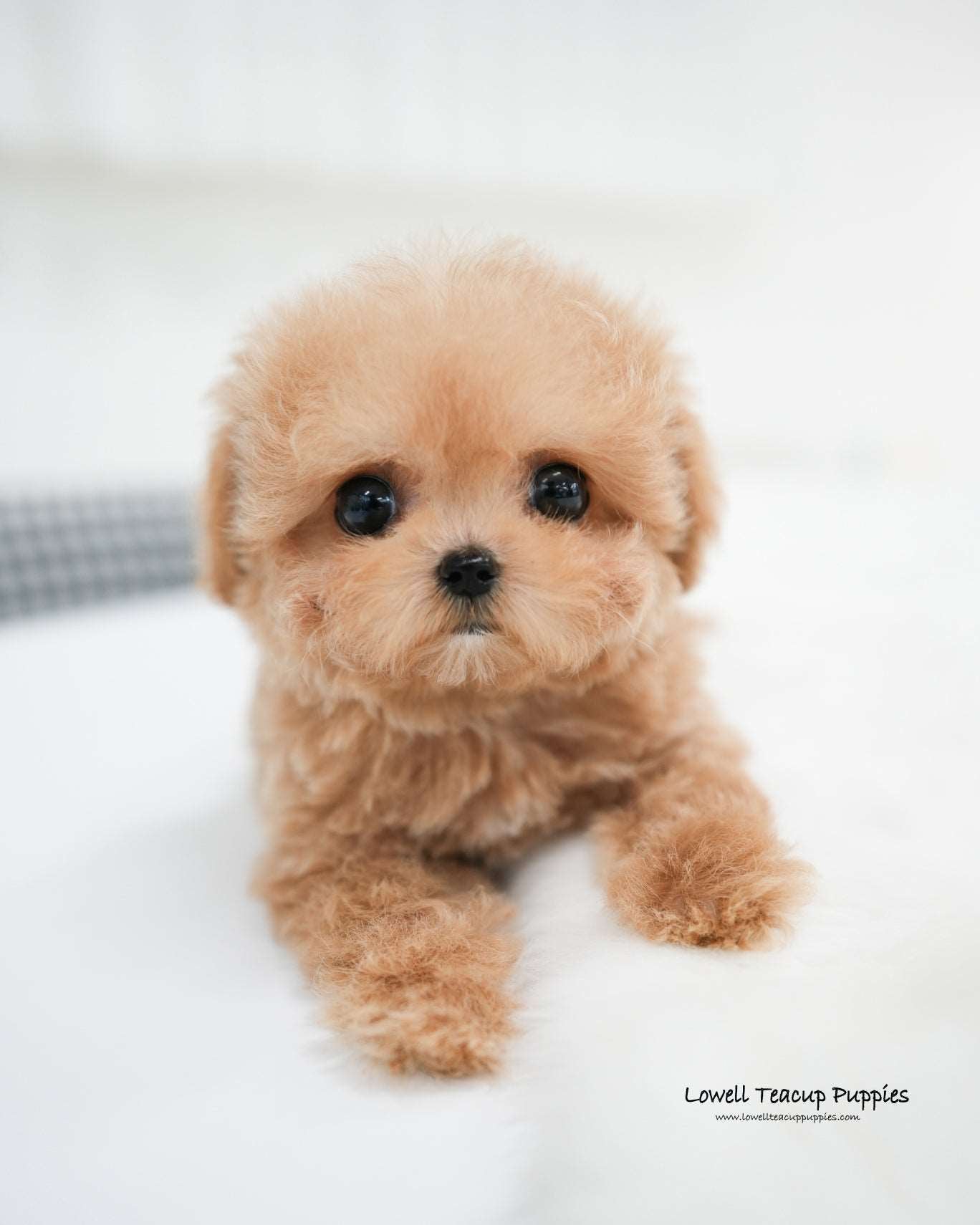 Teacup Poodle Male [Jerry]