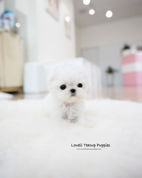 Teacup Maltese Female [Honey]