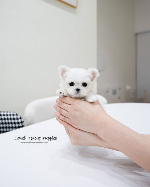 Teacup Maltese Male [Gian]