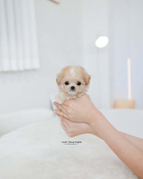 Teacup Maltipoo Male [Cheese]