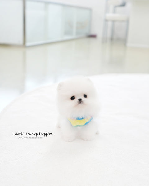 Teacup Pomeranian Male [Milo]