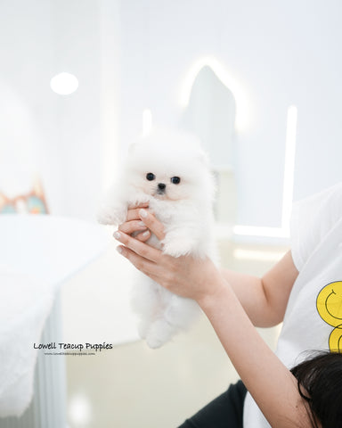 Teacup Pomeranian Male [Maru]