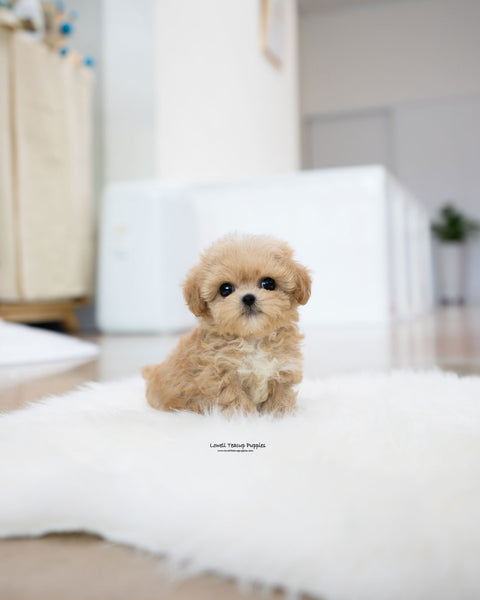 Teacup Maltipoo Male [Benji]