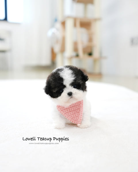 Teacup Maltipoo Female [Miu Miu]