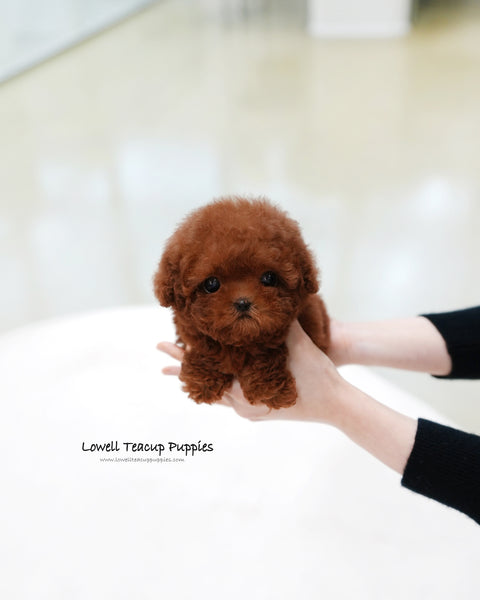 Teacup Poodle Female [Hermes]