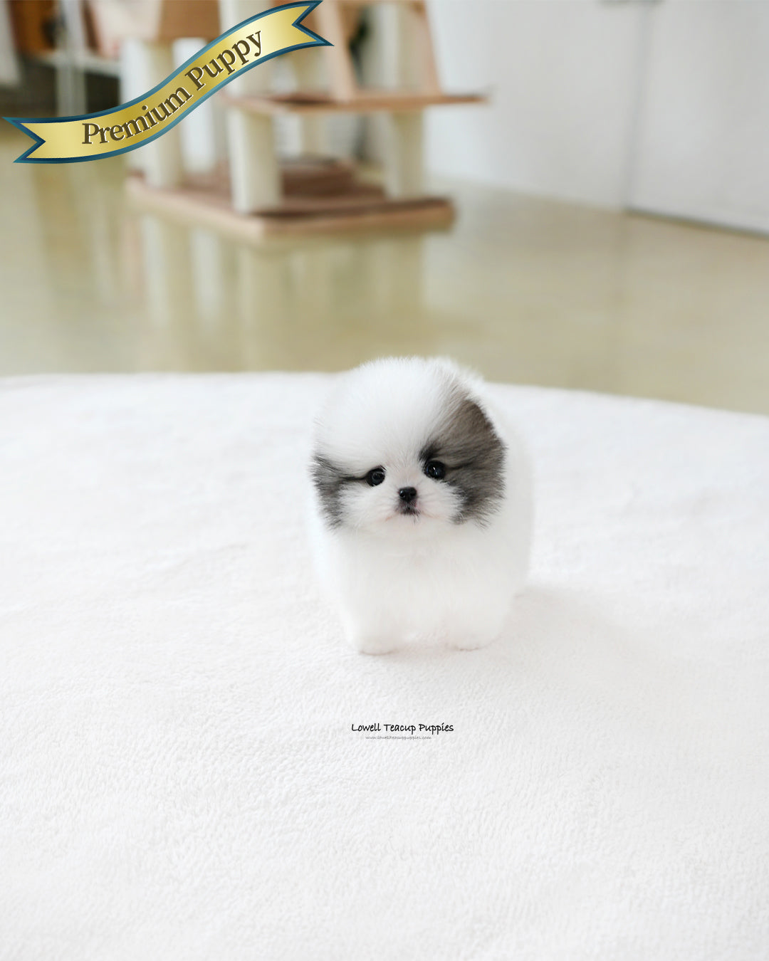 Teacup Pomeranian Female [Lanvin]