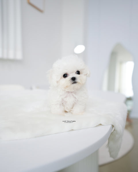 Teacup Bichon Frise Female [Star]