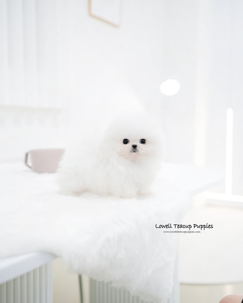 Teacup Pomeranian Male [Maru]