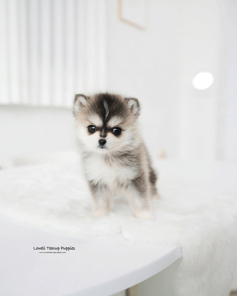 Teacup Pomsky Male [Edgar]