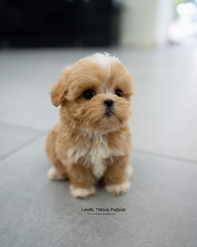 Teacup Maltipoo Male [Eden]