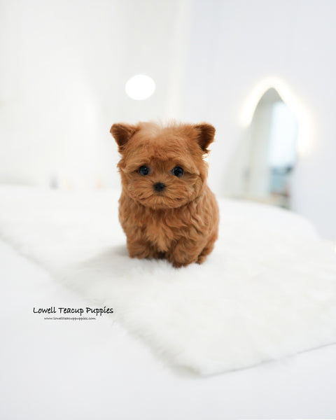 Teacup Maltipoo Female [Rich]