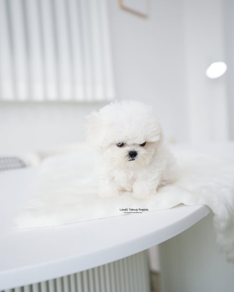 Teacup Bichon Frise Female [Star]