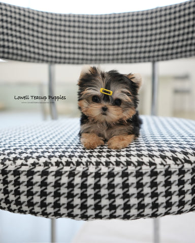 Teacup Yorkie Female [Cherry]