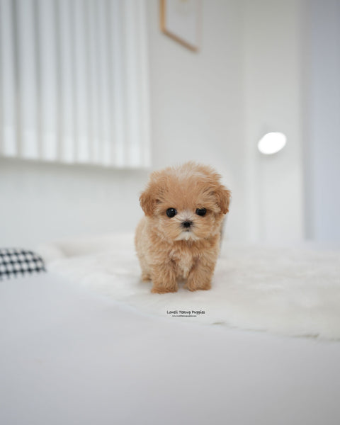 Teacup Maltipoo Female [Bambi]